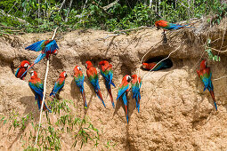 Red-and-green Macaws at saltlick, Ara chloroptera, Tambopata National Reserve, Peru, South America
