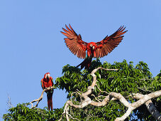 Red-and-green Macaws in rainforest, Ara chloroptera, Tambopata National Reserve, Peru, South America
