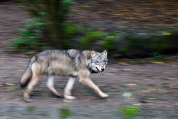 Europäischer Wolf läuft, Canis lupus, Europa