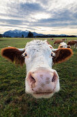 Kuh, Milchkuh im Alpenvorland, Oberbayern, Alpen, Deutschland
