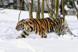 Sibirischer Tiger im Schnee, Panthera tigris altaica