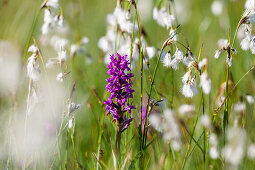 Marsh Orchid, Dactylorhiza majalis, and Cotton Grass, Bavaria, Germany