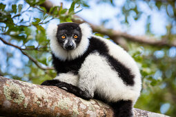 Black and white ruffed Lemur, Varecia variegata, East Madagascar, Africa