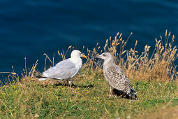 Herring Gull with young, Larus argentatus, North Sea, Germany