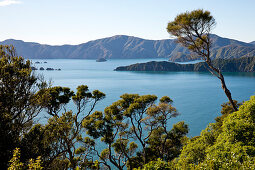 Blick von Gipfel von Motuara Island Richtung Long Island, Motuara Island, Outer Queen Charlotte Sound, Marlborough, Südinsel, Neuseeland