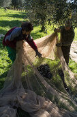 Olive trees in Tuscany, harvesting
