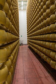 parmesan cheese maker Tassi Roberto, caseificio Sociale Fior di Latte Soc. Coop, parmesan production, aging rooms, coll storage, Parmigiano-Reggiano, Italy