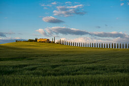 Landschaft bei San Quirico d'Orcia, Val d'Orcia, Provinz Siena, Toskana, Italien, UNESCO Welterbe