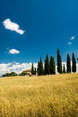 Landschaft bei San Quirico d'Orcia, Val d'Orcia, Provinz Siena, Toskana, Italien, UNESCO Welterbe