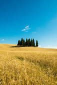 Landscape near San Quirico d`Orcia, Val d`Orcia, province of Siena, Tuscany, Italy, UNESCO World Heritage