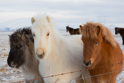 Islandic horses, near Hvollsvollur, South Island, Island