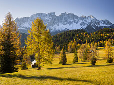 Autumn Alm in front of the Latemar mountain, Koelbleggiesen, near Nigerpass, Alto Adige, South Tyrol, Dolomites, Italy