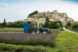 Lavender harvest, Grignan, Departement Drome, Region Rhones-Alpes, Provence, France