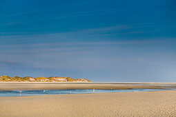 Beach and dunes, Amrum Island, North Frisian Islands, Schleswig-Holstein, Germany
