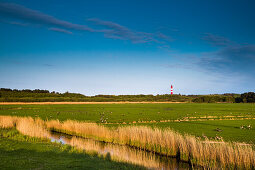 Salt marsh and lighthouse, Amrum Island, North Frisian Islands, Schleswig-Holstein, Germany