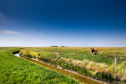 Salzwiesen, Hallig Langeneß, Nordfriesische Inseln, Nordfriesland, Schleswig-Holstein, Deutschland