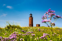 Halligflieder und Leuchtturm, Hallig Langeneß, Nordfriesische Inseln, Nordfriesland, Schleswig-Holstein, Deutschland