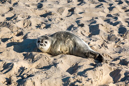 Small seal on beach, Sylt Island, North Frisian Islands, Schleswig-Holstein, Germany