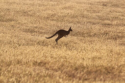 Springendes Känguru, Torquay, Victoria, Australien
