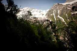 Fern, Glacier in the background, Lower Grindelwald glacier, Bernese Oberland, Switzerland