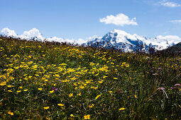 Mountain meadow and glaciate mountain (Ortler 3905 m), Vinschgau, South Tyrol, Italy