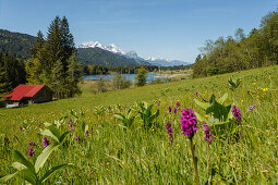 Geroldsee, lake near Mittenwald in spring, barn, Wetterstein mountains, Werdenfelser Land, Baverian Alps, Upper Baveria, Bavaria, Germany, Europe