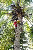 Mann erntet Kokosnuss, Gili Air, Lombok, Indonesien