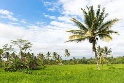 Paddy fields and coconut trees, Tetebatu, Lombok, Indonesia