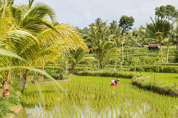 Frau in einem Reisfeld, Tetebatu, Lombok, Indonesien