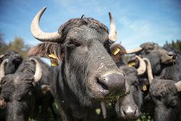 Alb buffalo on a meadow, Hohenstein, Reutlingen, Swabian Alb, Baden-Wuerttemberg, Germany