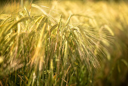 Detail of a ear of corn in a wheat field, Swabian Alb, Zwiefalten, Swabian Alb, Baden-Wuerttemberg, Germany