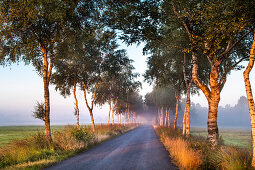 Birkenallee im Morgenlicht, Worpswede, Teufelsmoor, Niedersachsen, Deutschland