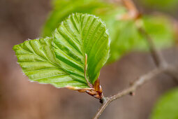 Close-up of freshly grown beech tree leaves in Kellerwald-Edersee National Park, Lake Edersee, Hesse, Germany, Europe