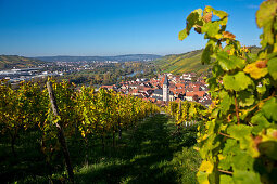 Weinstöcke am Weinberg Marsberg im Herbst, Randersacker, nahe Würzburg, Franken, Bayern, Deutschland, Europa