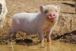 Piglet at an organic farm standing at a wallow puddle, Edertal Gellershausen, Hesse, Germany