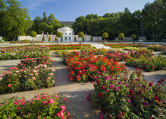 Roses in the Doblhoffpark, Rosarium, Baden near Vienna, Lower Austria, Austria