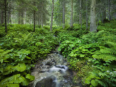 Wald bei Krimml, Gerlospass, Pinzgau, Salzburg, Österreich