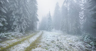 vereister Wald im Wechselgebiet, Niederösterreich, Österreich