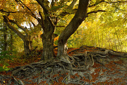 Buchen mit Wurzeln bei Andechs, Herbst, Fünfseenland, Landkreis Starnberg, Bayerisches Voralpenland, Oberbayern, Bayern, Deutschland, Europa