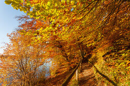 Trail at Wesslinger See in Autumn, Indian summer, lake, Starnberg five lakes region, district Starnberg, Bavarian alpine foreland, Upper Bavaria, Bavaria, Germany, Europe