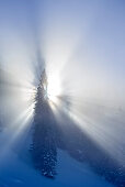 God beams in winter forest, Sonntagshorn, Chiemgau range, Salzburg, Austria