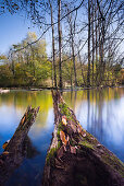 Autumn landscape with roots on the banks of the river Wuerm, Gauting, Bavaria, Germany