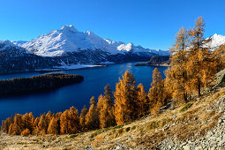 Golden larches in front of Lake Sils and Piz da la Margna (3159 m), Engadin, Grisons, Switzerland
