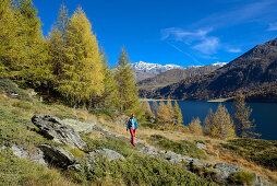 Frau wandert oberhalb des Silsersees mit dem Ort Isola und Piz Corvatsch (3451 m) am gegenüberliegenden Ufer, Engadin, Graubünden, Schweiz