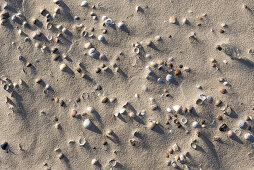 shells, sandy beach, Domburg, North Sea Coast, Zeeland, Netherlands