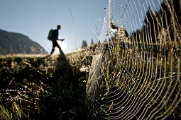 Spinnennetz auf einer Wiese vor einem Wanderer, Oberstdorf, Bayern, Deutschland