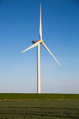 Wind turbine along field with sheep on levee near Wadden Sea, near Bredstedt, Nordfriesland, Schleswig-Holstein, Germany