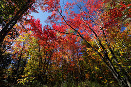 Herbstfarben waehrend des Indian Summer at Saint Adele, Provinz Quebec, Kanada