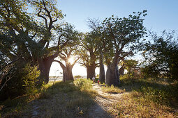 Family between Baobab trees at sunset, Tutume, Nxai Pan National Park, Botswana
