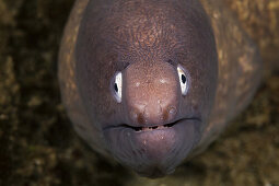 White-eyed Moray, Sidera prosopeion, Ambon, Moluccas, Indonesia